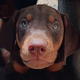 Yankee Doodle - Red and rust male Doberman Pinscher puppy in Valley View, Texas from Daystar Dobermans