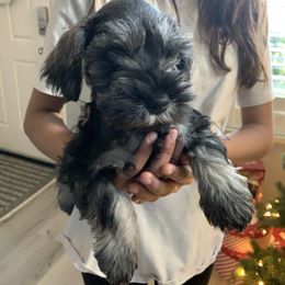 Miniature Schnauzer Puppies from Dirty Beard Mini Schnauzers