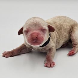 Boy 4 - Buff and white male Cockapoo puppy in Mocksville, North Carolina from Hunting Creek Farms