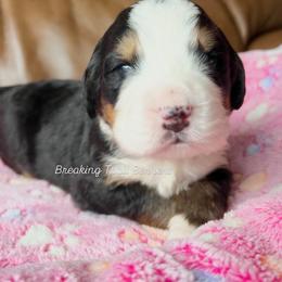 Mint Chip - Black rust and white female Bernese Mountain Dog puppy in Draper, Utah from Breaking Trail Berners