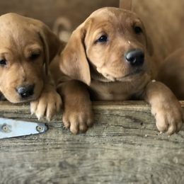 Goldendoodle, Labradoodle, Labrador Retriever, and Poodle Puppies from Katie K9