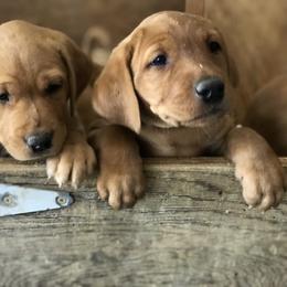 Goldendoodle, Labradoodle, Labrador Retriever, and Poodle Puppies from Katie K9
