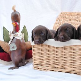 Labrador Retriever Puppies from Post Family Retrievers