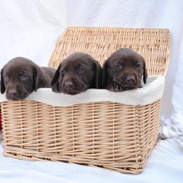 Labrador Retriever Puppies from Post Family Retrievers