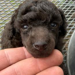 Possible - Brown male Poodle puppy in Florence County, South Carolina from Modern Family Standards