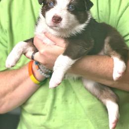 Daisy - Red tri-color female Australian Shepherd puppy in Williston, Florida from Over The Rainbow Aussies