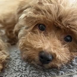 Poodles from Solid Rock Ranch Poodles