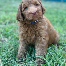 Milo - Caramel male Australian Labradoodle puppy in Hartshorne, Oklahoma from Jena Edmond
