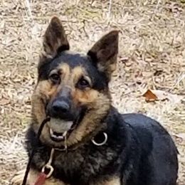 German Shepherds from Von Mathausen German Shepherds