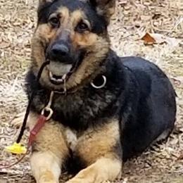 German Shepherds from Von Mathausen German Shepherds