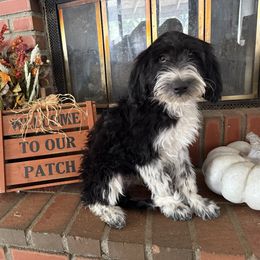 Karli - Black and white female Old English Sheepdog puppy in Acton, California from Fab OES