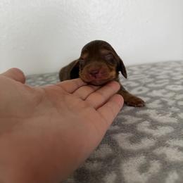 Latte - Chocolate female Dachshund puppy in Stamford, Texas from West Texas Miniature Dachshunds