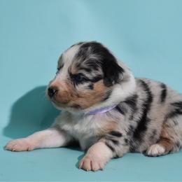 Sarah - Blue merle female Australian Shepherd puppy in Placerville, California from BFF Aussies