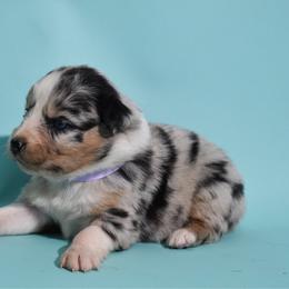 Sarah - Blue merle female Australian Shepherd puppy in Placerville, California from BFF Aussies