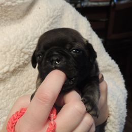 Boy 2 - male Pug puppy in Salem, Oregon from Loda's Pugs