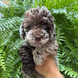 June - Brown white and tan female Cockapoo puppy in Queens, New York from The 2 Musketeers_Cockapoos