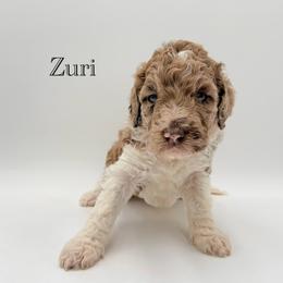 Zuri - Merle female Goldendoodle puppy in Milford, Pennsylvania from Doodles Are Golden