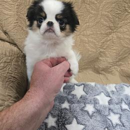 Lyle - Black tan and white male Japanese Chin puppy in Salem, Oregon from Chinnychinchinofsalem