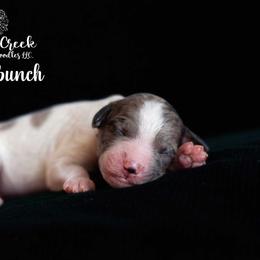 Honeybunch - Parti female Goldendoodle puppy in Woodruff, South Carolina from Crooked Creek Doodles and Poodles