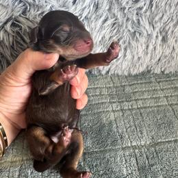 Liver Rust - Liver male Miniature Schnauzer puppy in Independence, Missouri from Crown Schnauzers KC