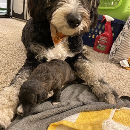 Schnoodle Puppies from Noodle Tings Puppies
