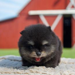 Spike - Black and tan male Pomeranian puppy in Bethel, Ohio from J&A Poms