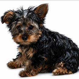 Pia - Black and tan female Yorkshire Terrier puppy in North Huntington, Pennsylvania from Charz Dollz