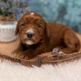 Pretty Poppy - Red female Australian Labradoodle puppy in Brush Prairie, Washington from Fancy Pants Labradoodles