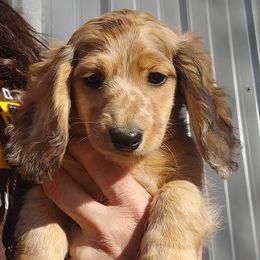 Dachshunds from Bernstein Doxies