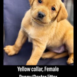 Labrador Retriever Puppies from Bluegrass Labradors