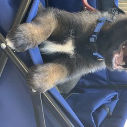 Belgian Malinois Puppies from Tehachapi Malinois