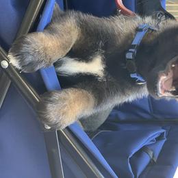 Belgian Malinois Puppies from Tehachapi Malinois