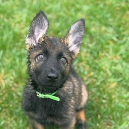 Mr Green - Sable male German Shepherd puppy in Berlin, Wisconsin from Gypsy Miracle Kennels