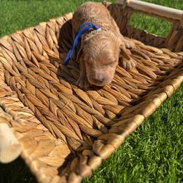 Dasher - Red  male Goldendoodle puppy in Phoenix, Arizona from Amore Doodles & Poodles