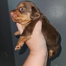 B3 - Chocolate and tan male Dachshund puppy in Lansing, Michigan from Black Thunder 517 Dachshunds and frenchies