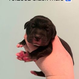 Snickers - Black male Great Dane puppy in Bay Shore, New York from Gentle Giant Companions