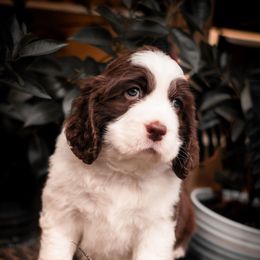 Berlin - Liver and white male English Springer Spaniel puppy in Villa Rica, Georgia from Wildwood