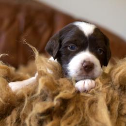 Chevo - Liver and white male Brittany puppy in Laramie, Wyoming from Aviary Kennels