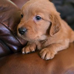 Golden Retriever Puppies from TimberPineGoldens