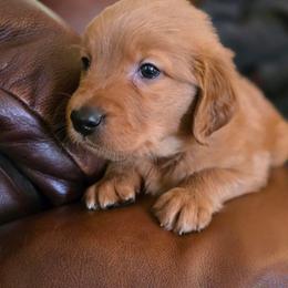 Golden Retriever Puppies from TimberPineGoldens