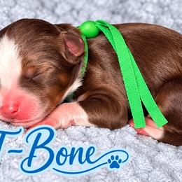 T-Bone - Tri-color male Bernedoodle puppy in Charleston, South Carolina from Palm Belle Doodles