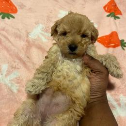 Jeanette 2500 - Apricot female Yorkipoo puppy in Gastonia, North Carolina from dynasty kennel