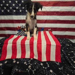 Chips ahoy - Black white and tan male Shetland Sheepdog puppy in Altha, Florida from Hill Top Shelties