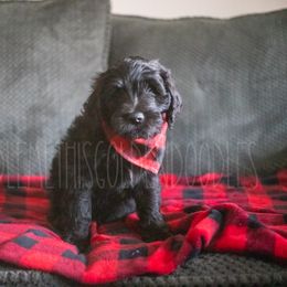 Goldendoodle Puppies from Doodle Me This Goldendoodles