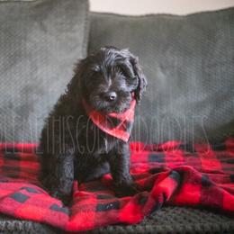 Goldendoodle Puppies from Doodle Me This Goldendoodles