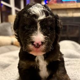 Tan boy - Tri-color male Bernedoodle puppy in Lake, Michigan from 3 King Doodles & Poodles