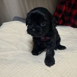 Athena - Black and white female Shorkie puppy in San Tan Valley, Arizona from Great Mates