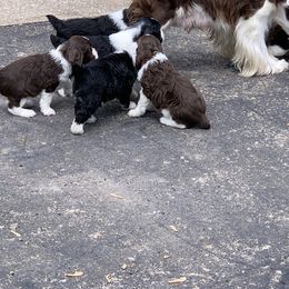 English Springer Spaniel Puppies from Polesitter English Springer Spaniels