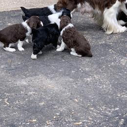English Springer Spaniel Puppies from Polesitter English Springer Spaniels