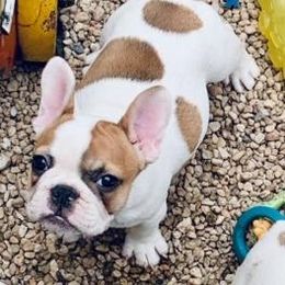 French Bulldog Puppies from BigStar French Bulldogs